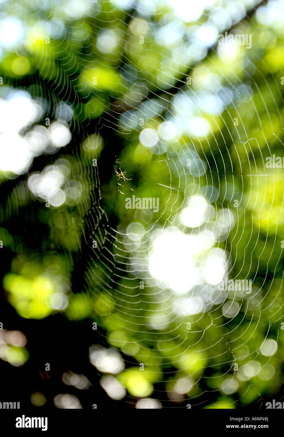 Ein Spinnen-Netz angeschlossen, ein kleiner Zweig im Dschungel Stockfoto