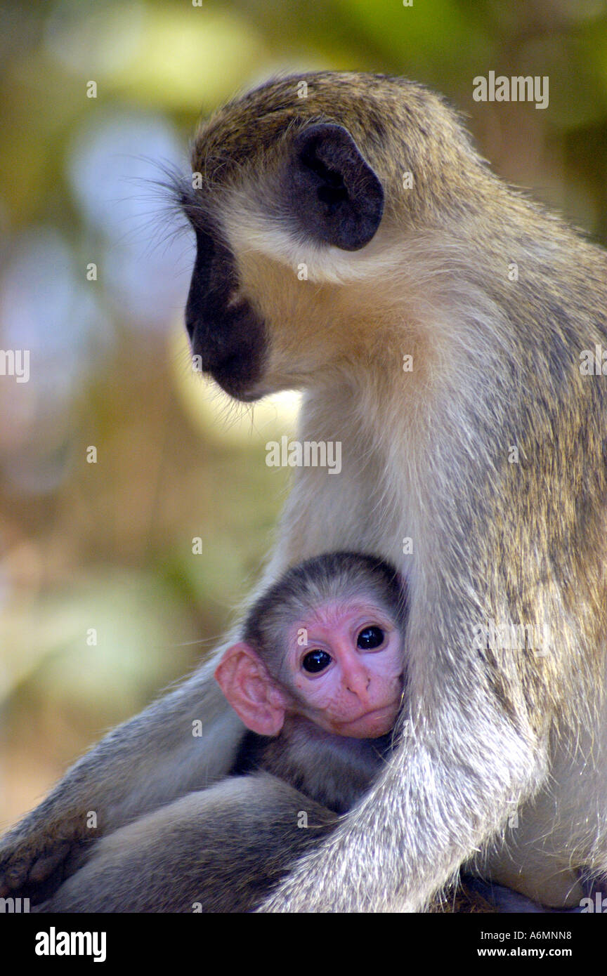 Callithrix Affe (aka Vervet) Schimpansen Rehabilitation Vertrauen Baboon Island Gambia Stockfoto