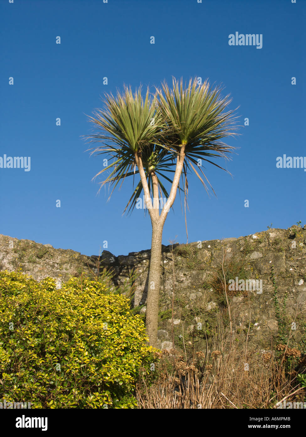 Palme gegen blauen Himmel in Tenby South Wales Stockfoto