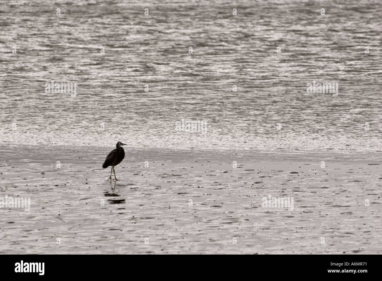 Chatham-Inseln Austernfischer am Ufer im malerischen Neuseeland Stockfoto