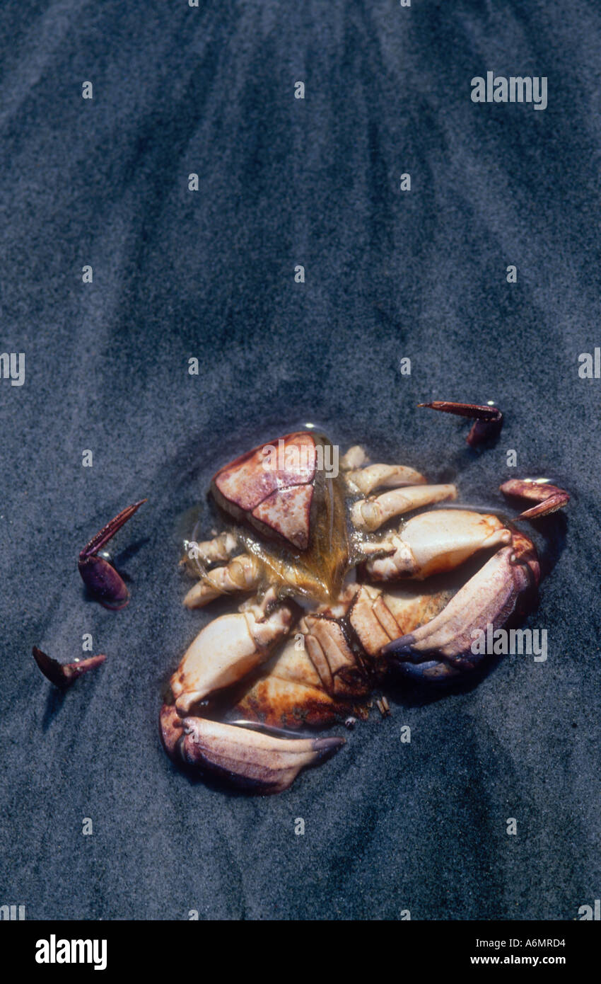 Tote Krabben, die halb im Sand vergraben Stockfoto