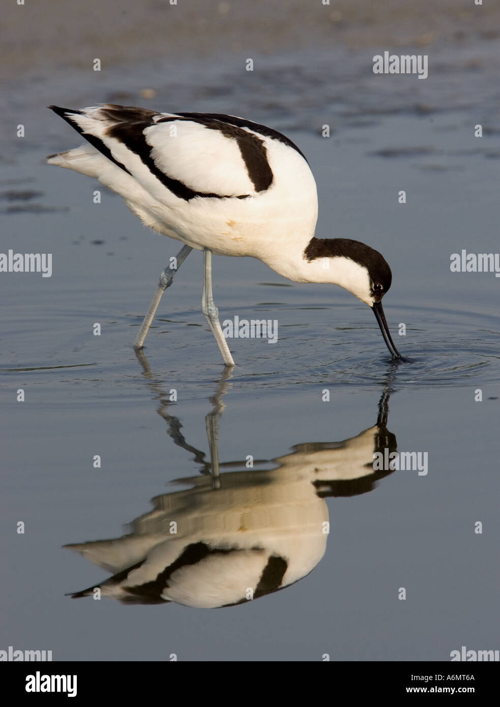 Säbelschnäbler Spiegelung im Wasser. Stockfoto