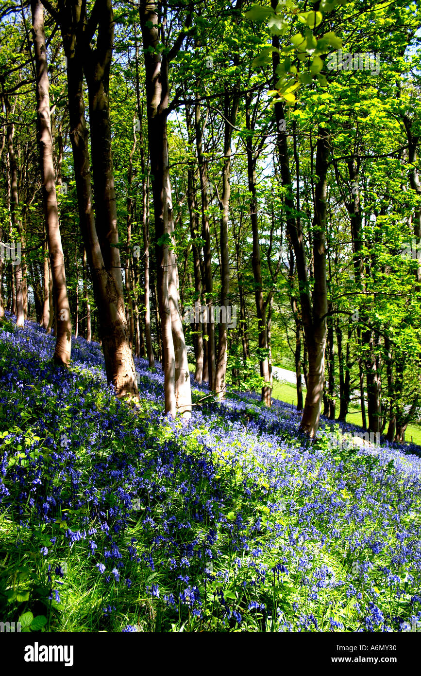 Hyacinthoides Bluebell Gattung Bluebell Holz Denbighshire North Wales UK Großbritannien GB Großbritannien Briish Inseln EU Europa Stockfoto