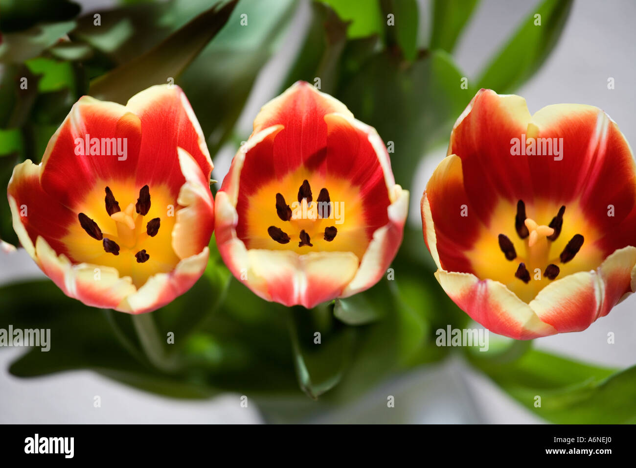 Drei Tulpen in einer Reihe von oben gesehen Stockfoto