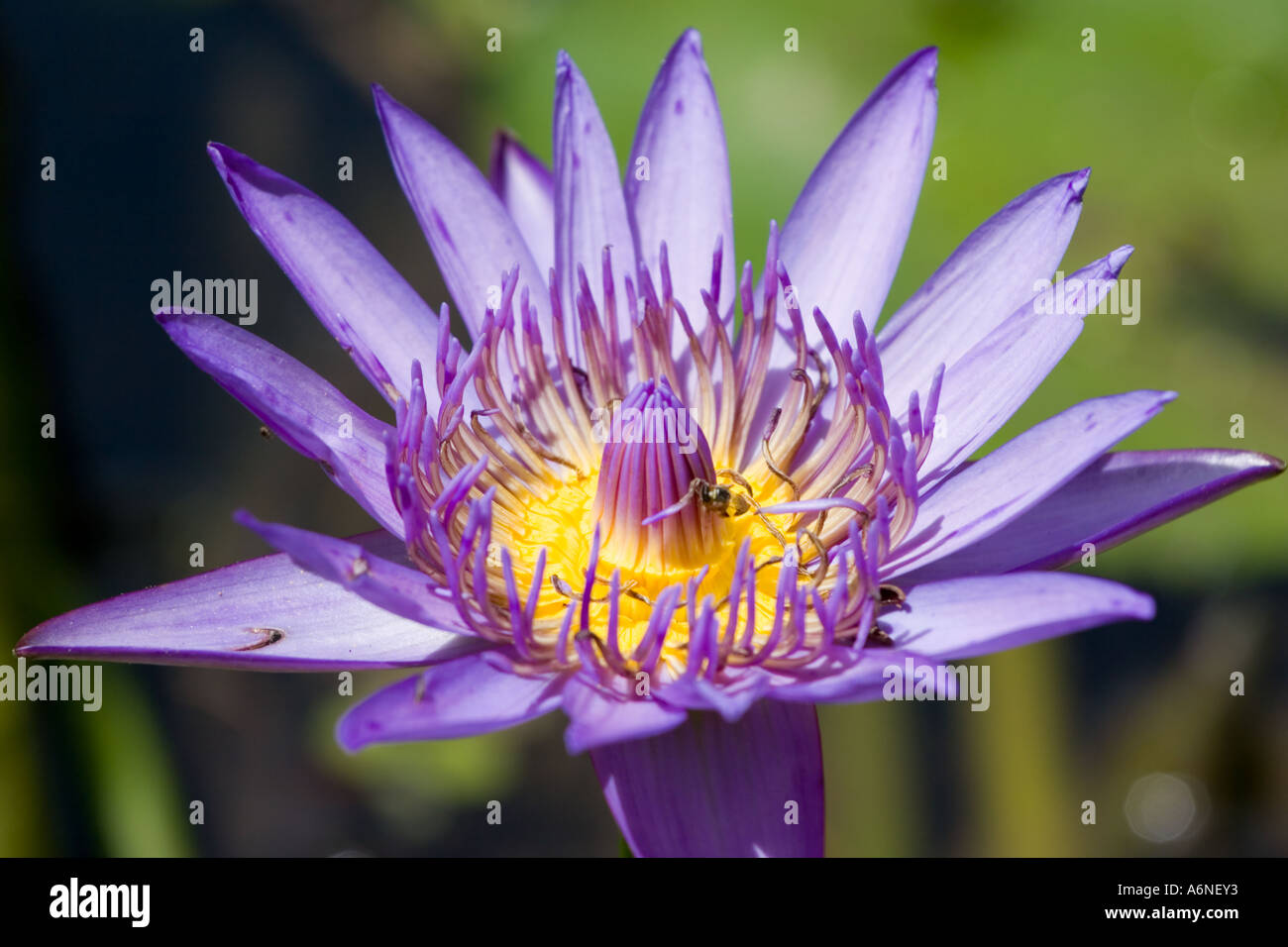 Lila Lotus-Blume Stockfoto