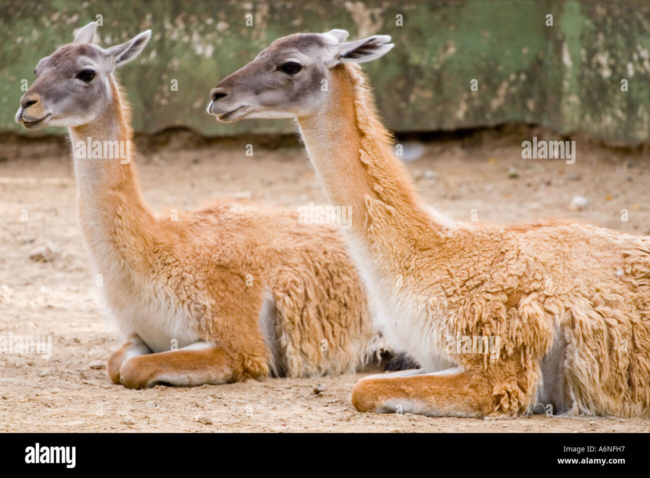 Ein paar Lamas Stockfoto