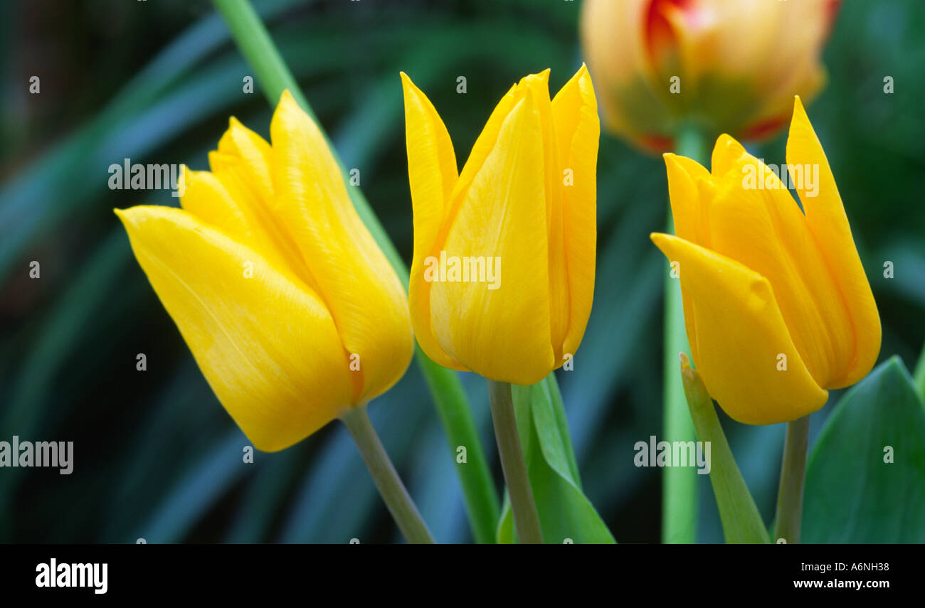 gelbe Tulpen tulipa Stockfoto