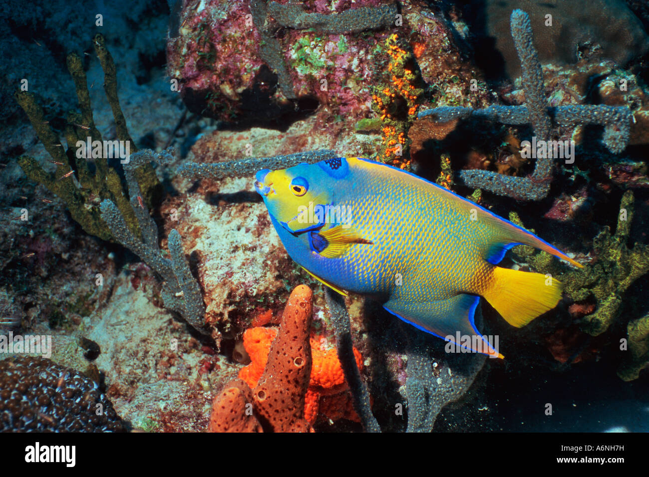 Königin-Kaiserfisch Holacanthus ciliaris Stockfoto