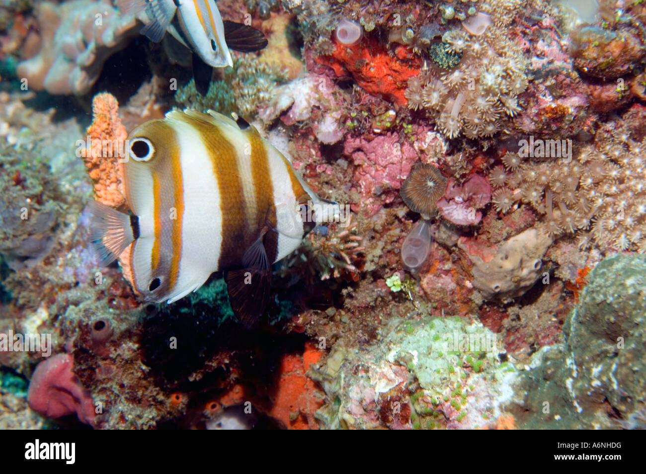 Zwei Augen Coralfish Coradon melanopus Stockfoto