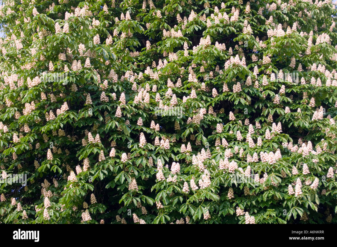 Rosskastanie Aesculus Hippocastanum Blüte Stockfoto
