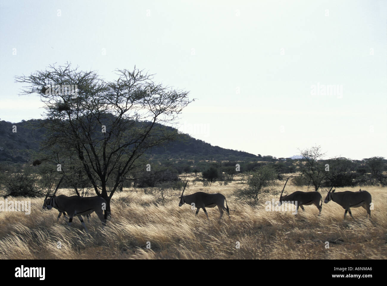 Afrika Kenia Buffalo Springs Game Reserve Herde von Gemsbok Oryx Oryx Gazella Fütterung in Trockenrasen in der Morgensonne Stockfoto