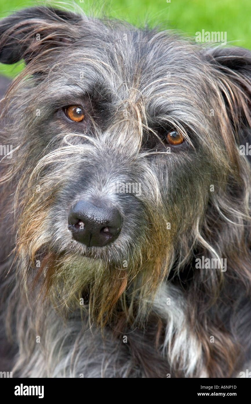 Porträt eine Rettung Lurcher Kreuzung zwischen einen Duft ein Anblick-Hund Stockfotografie - Alamy