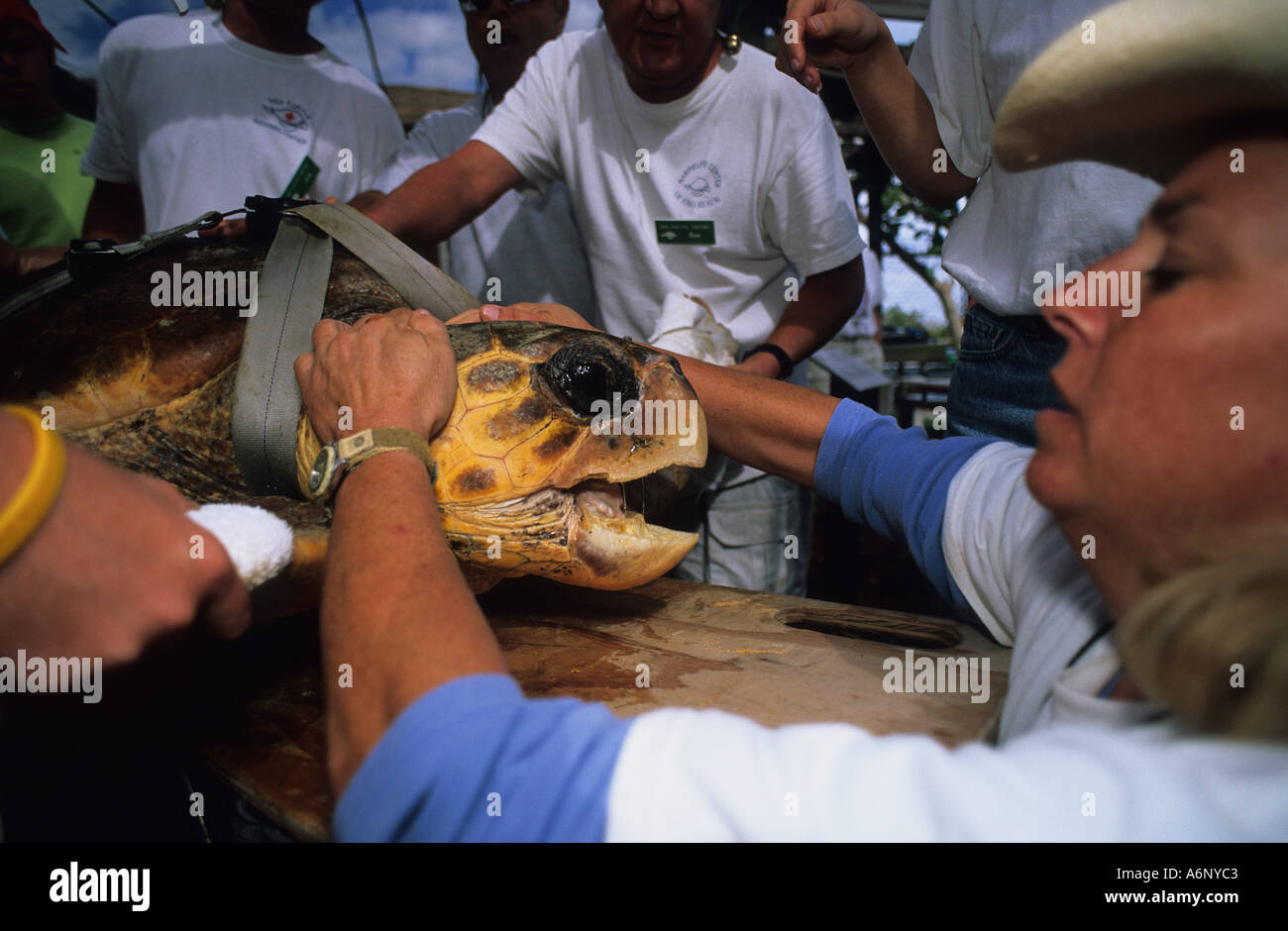 Unechte Karettschildkröte Caretta Caretta vorbereitet für die Freigabe von Tiefwasser-Center Freiwilligen Stockfoto