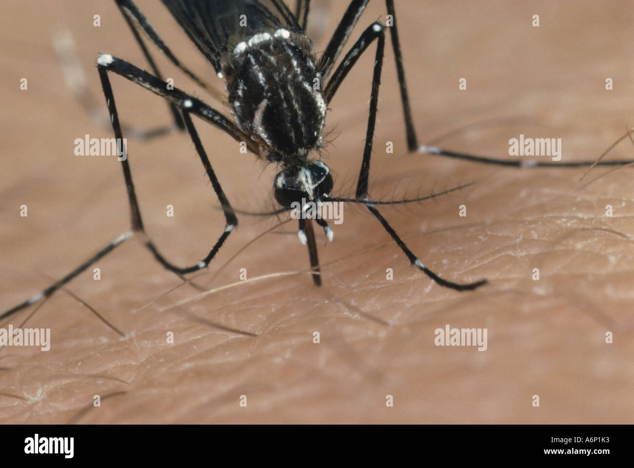 Ägyptische Mücke Aedes Aegypti Yekllow Fieber Insekt Vektor Stockfoto