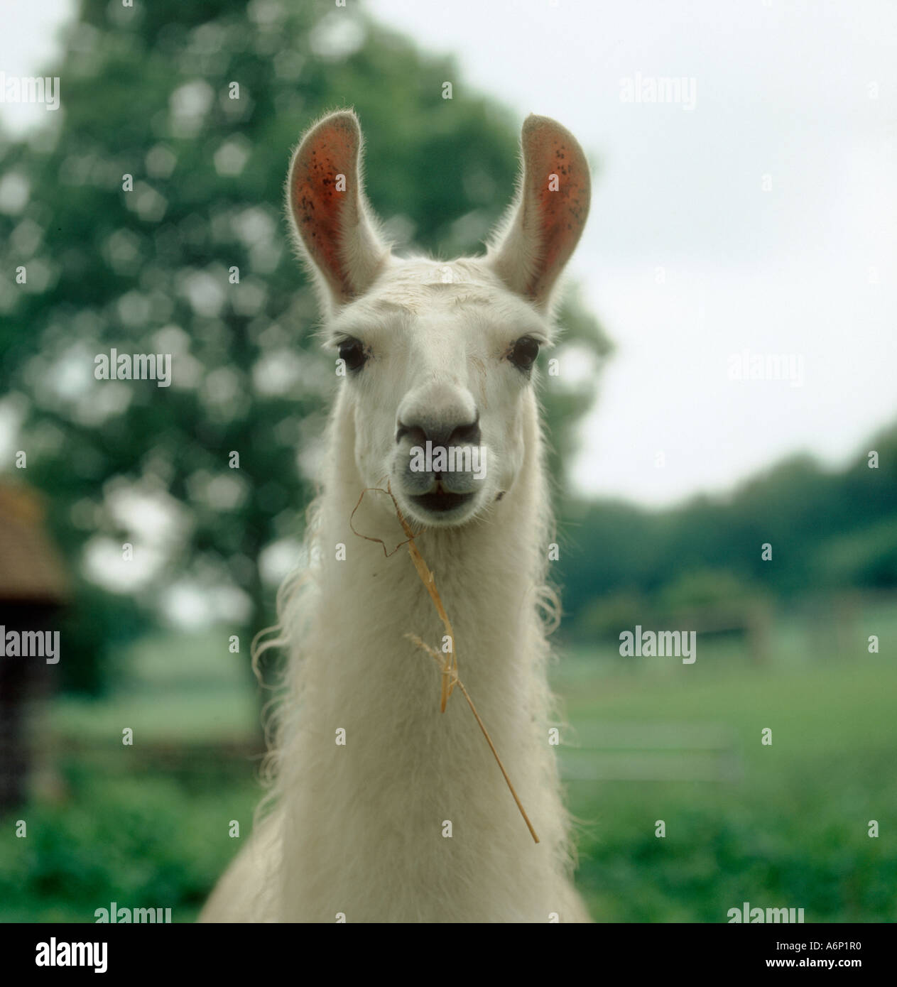 Kopf eines weißen weiblichen Lama in die Kamera schaut Stockfoto