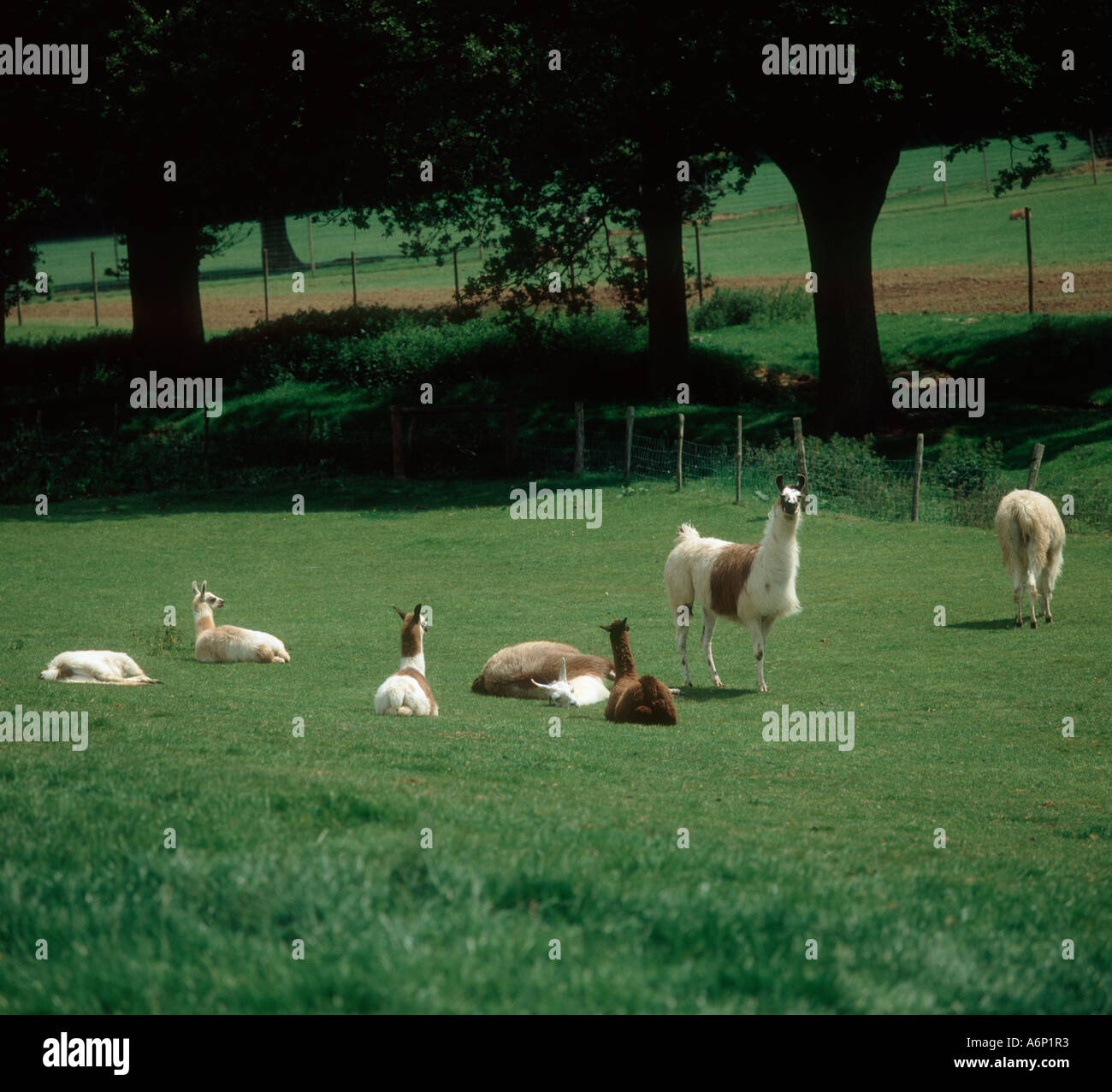 Lama-Gruppe von Weibchen und Kälber auf kurzen Rasen Weide Stockfoto