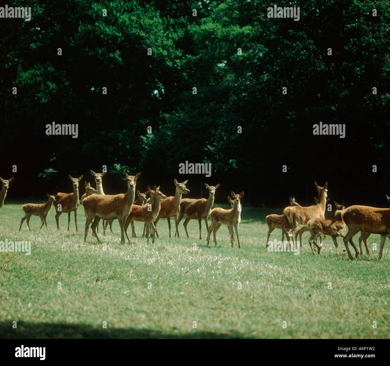 Bewirtschafteten Rotwild Hinds und 2 Monat Kälber auf der Weide im Sommer Stockfoto