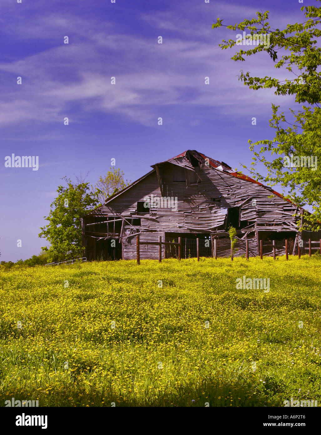 Alte Scheune in einem Feld von gelben Wildblumen. Franklin, Tn Stockfoto
