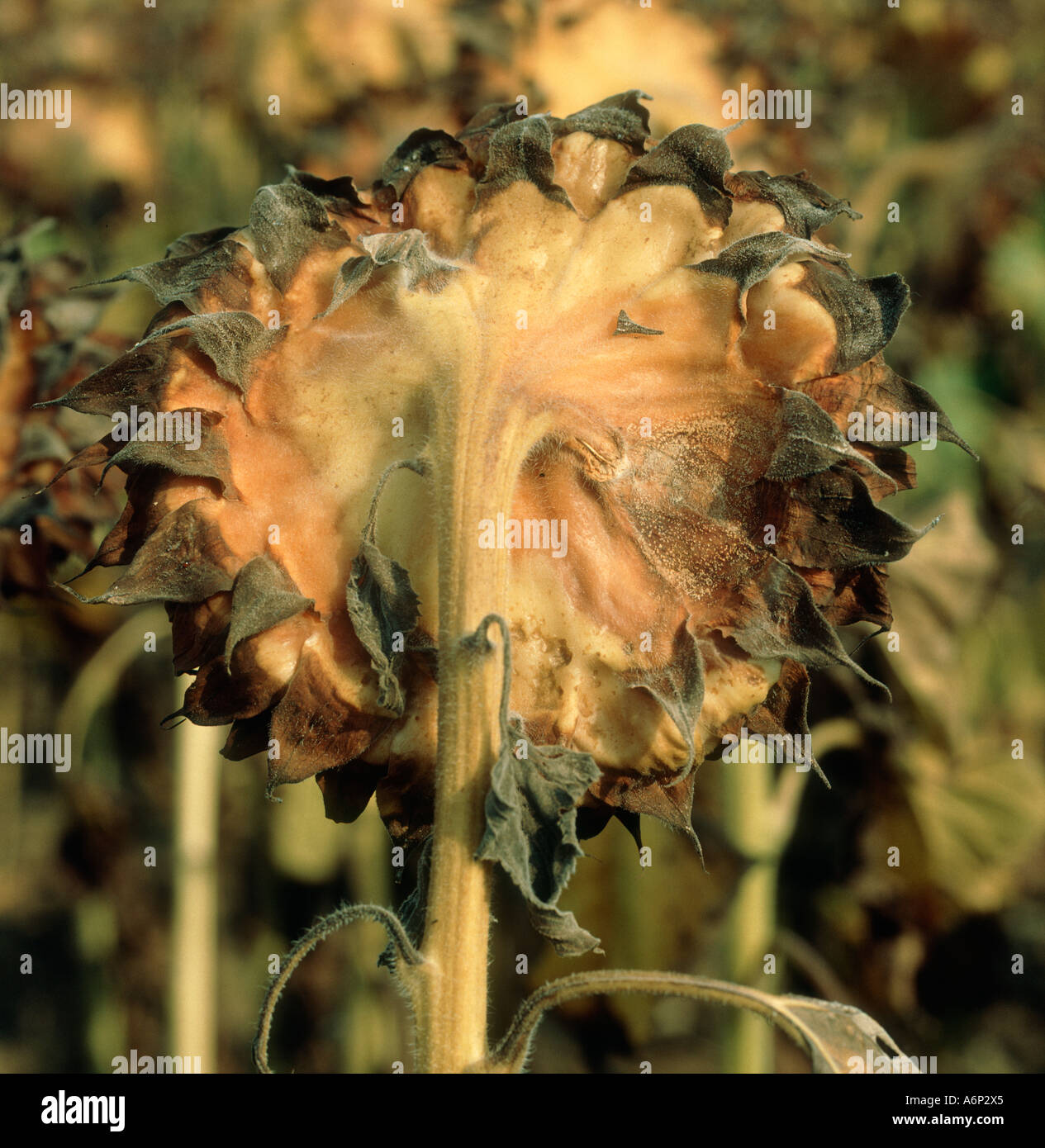 Graue Schimmelpilz Botrytis Cinerea Wasserzeichen und Myzel auf Sonnenblumen seedhead Stockfoto