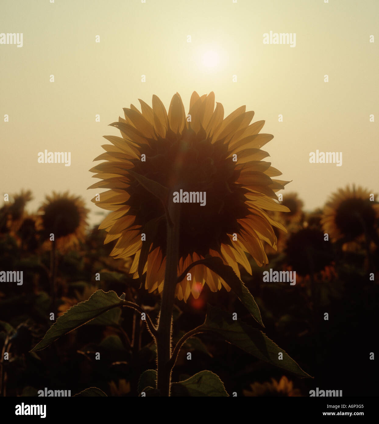 Sonnenblume Blume mit Blick auf den Sonnenaufgang an einem feinen Sommertag Stockfoto