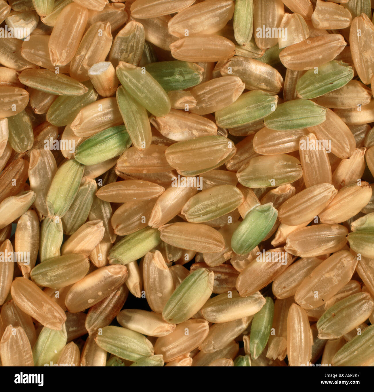 Nahaufnahme von Bio-Reis aus einen Bioladen mit Getreide und Schalen Stockfoto