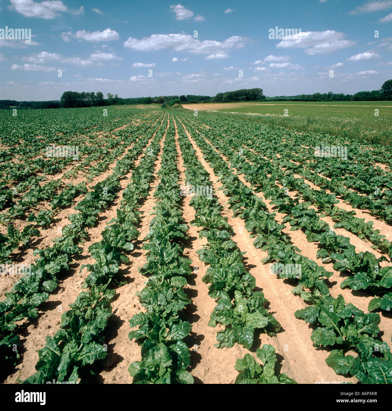 Ein unreifer Zuckerrüben-Ernte an einem feinen Sommertag in Belgien Stockfoto