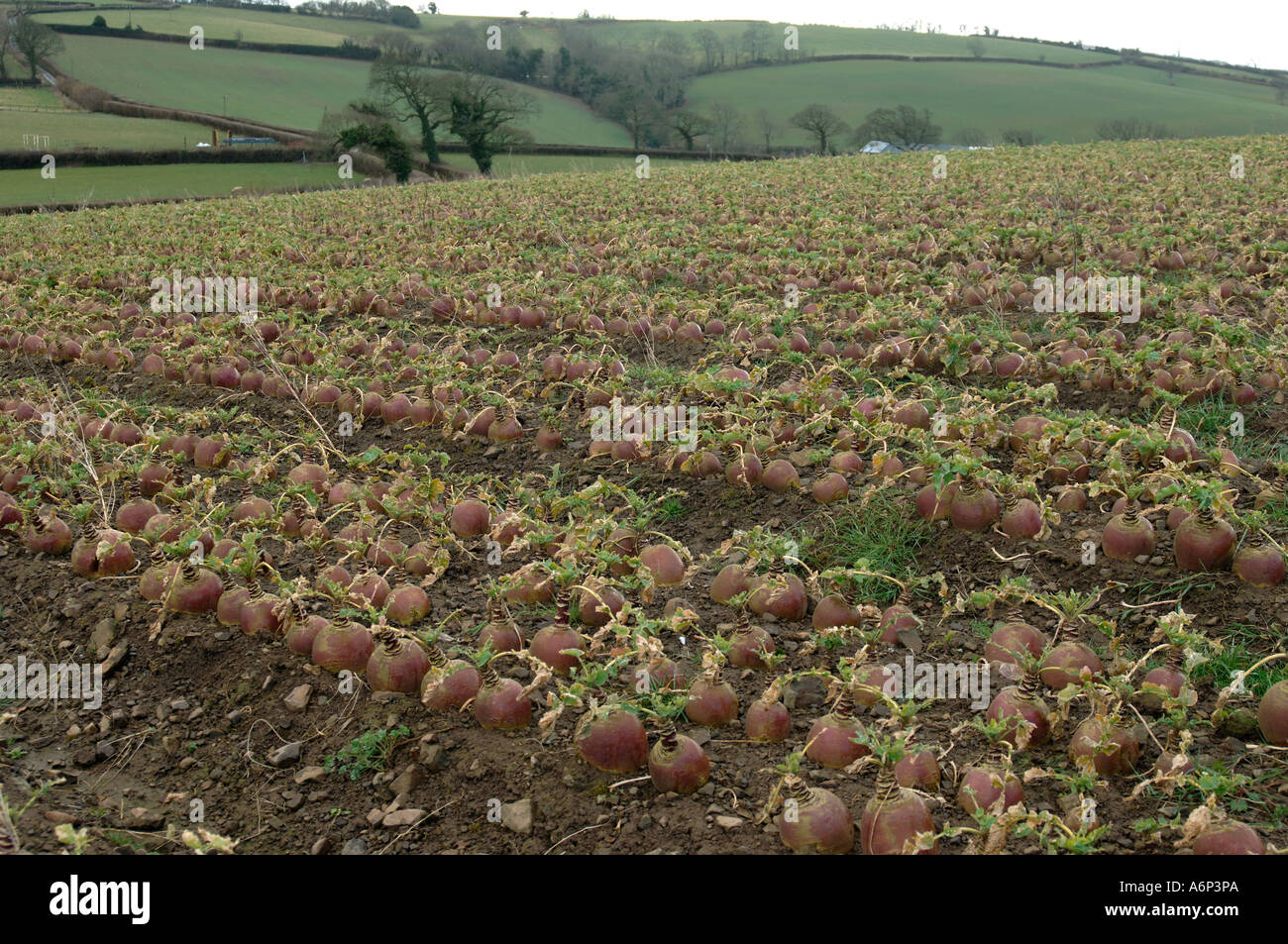 Reife Schwede Brassica Napobrassica Ernte bei der Ernte im mittleren Devon Stockfoto