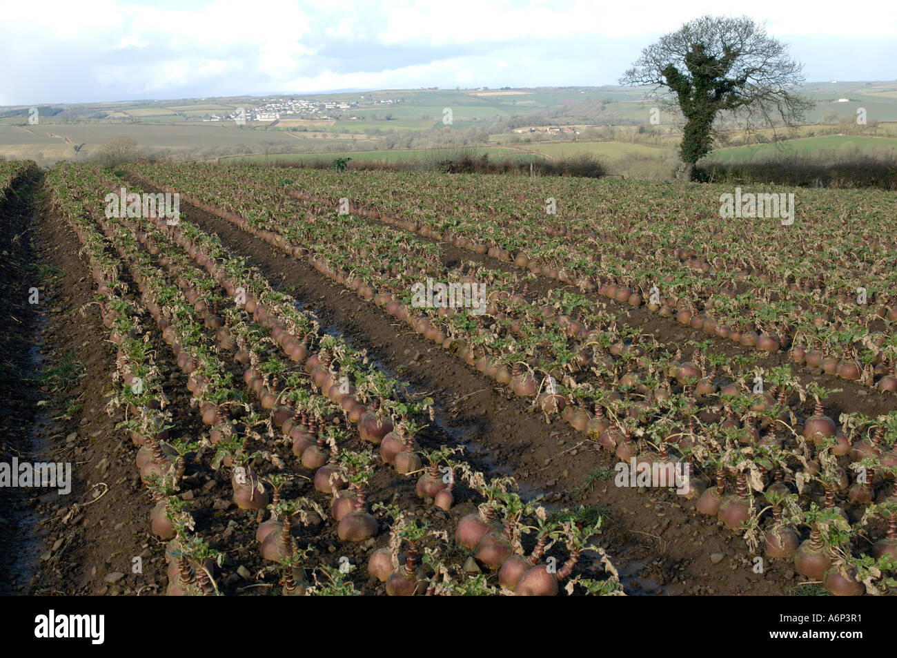 Reife Schwede Brassica Napobrassica Ernte bei der Ernte im mittleren Devon Stockfoto