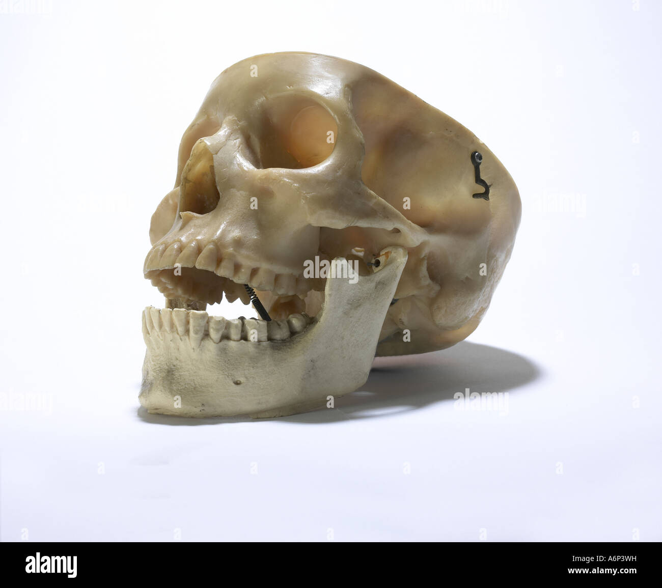 menschlicher Schädel auf weißen nach links Stockfoto