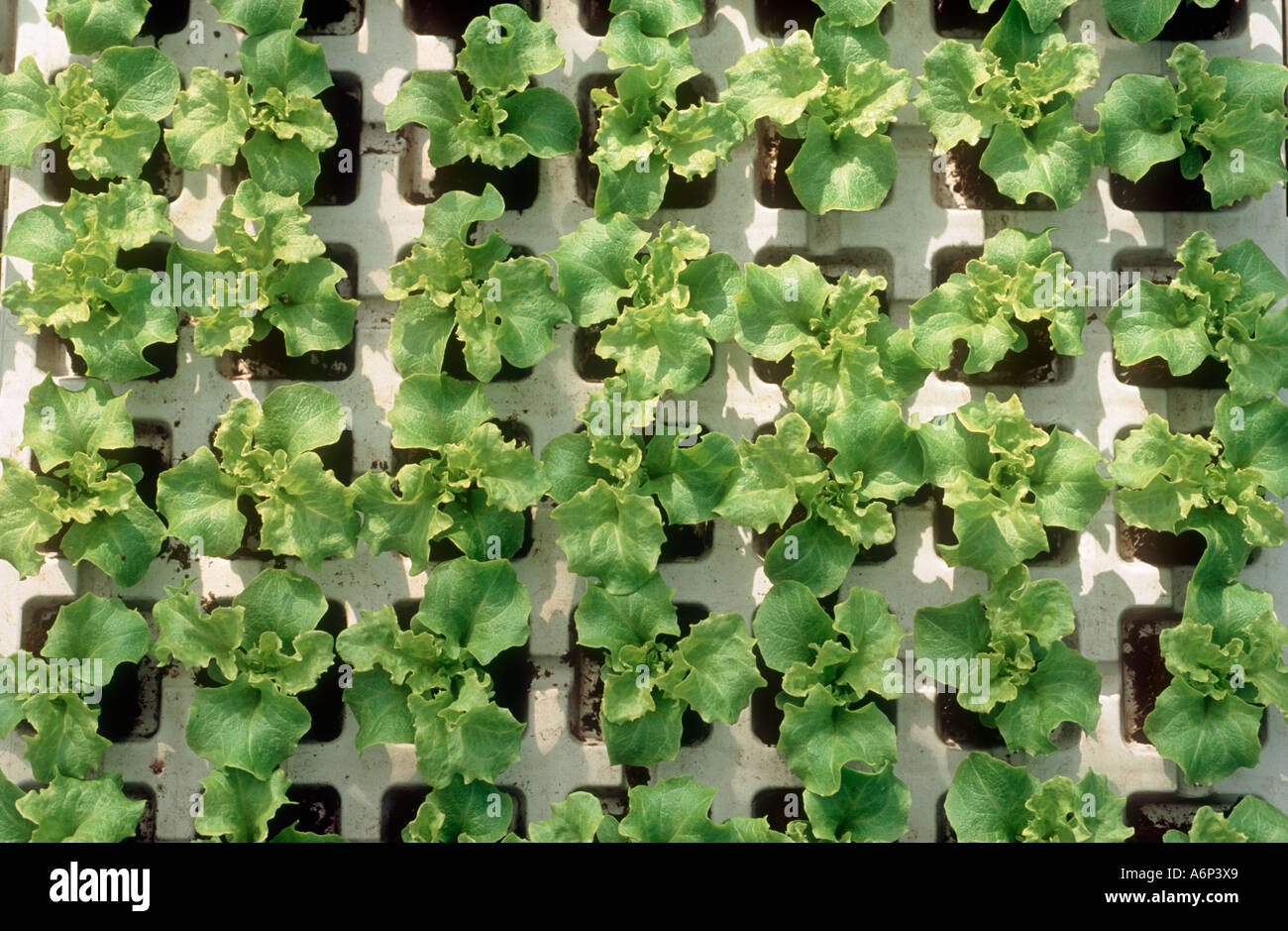 Salat-Sämlinge in Torf-Blöcke für die Transplantation Stockfoto