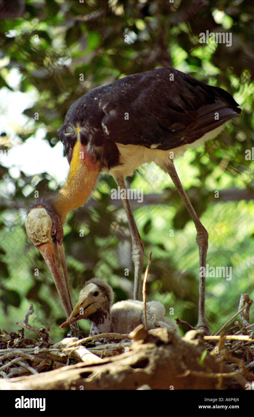 Größere Adjutant Storch Vogel mit Küken im nest Stockfoto