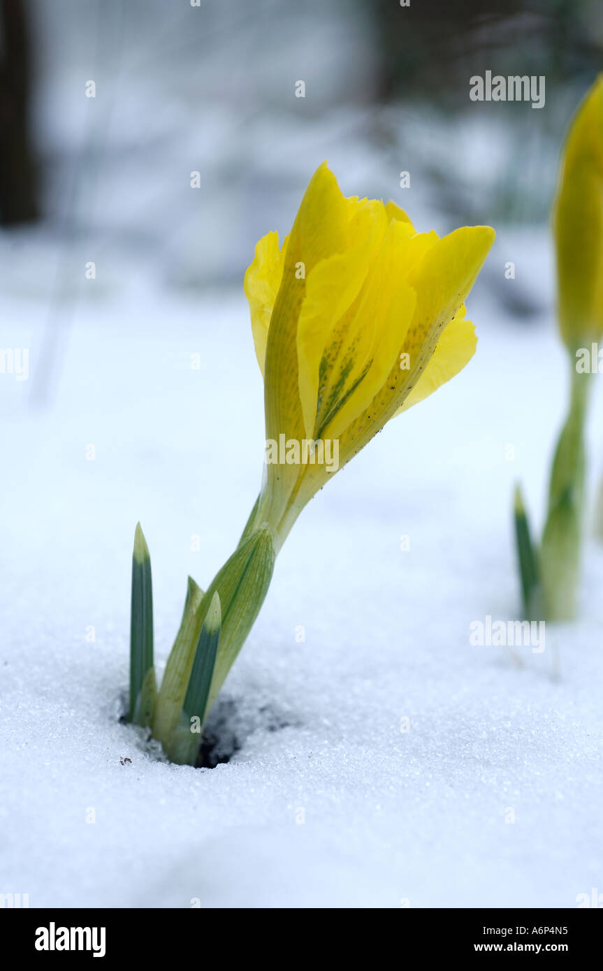 Eine gelbe Iris Iris Danfordiae Blüte durch eine Schicht aus Schnee Stockfoto