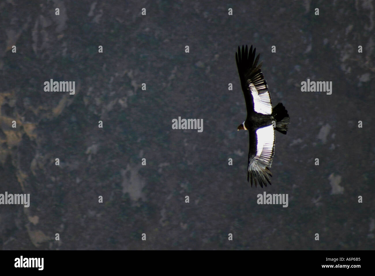 Condor Canon de colca Stockfoto