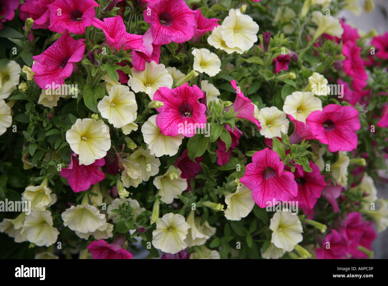 Petunien in einen hängenden Korb Stockfoto