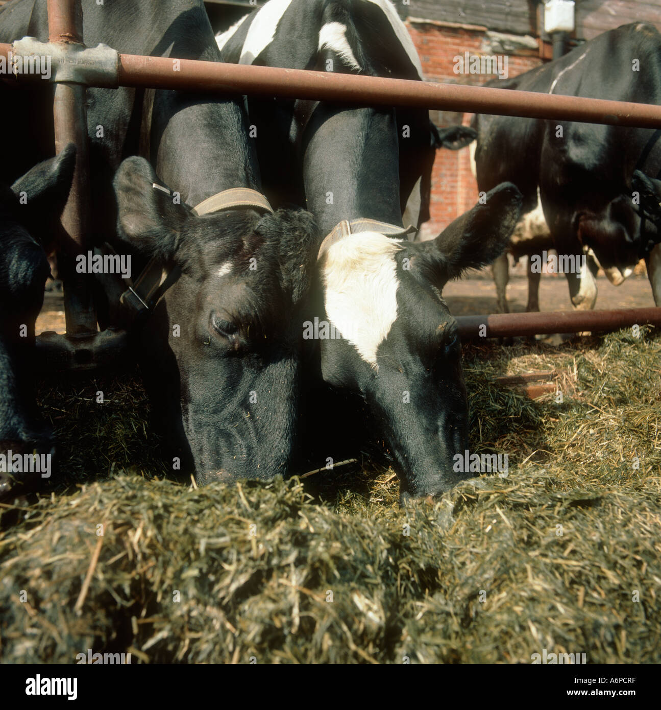 Holstein-Friesian Kühe ernähren sich von Grassilage Stockfoto