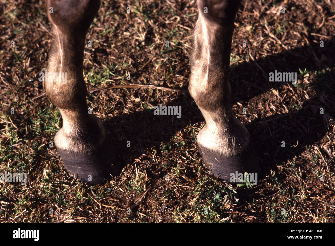 zwei Pferde-Beine und Hufe Stockfoto