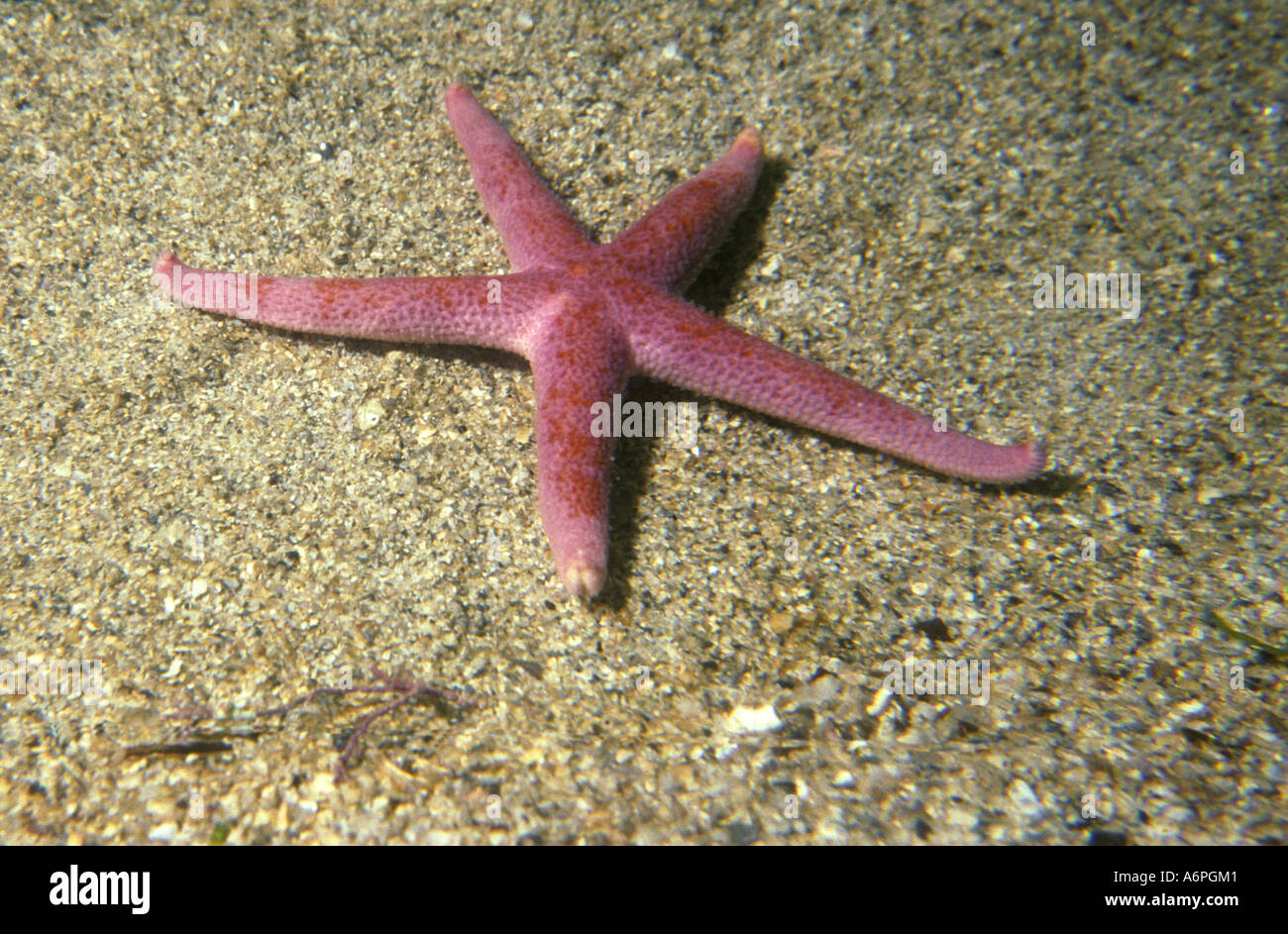 Blutige Henry Starfish auf sandigen Meeresboden vor der Südküste von Devon England Stockfoto