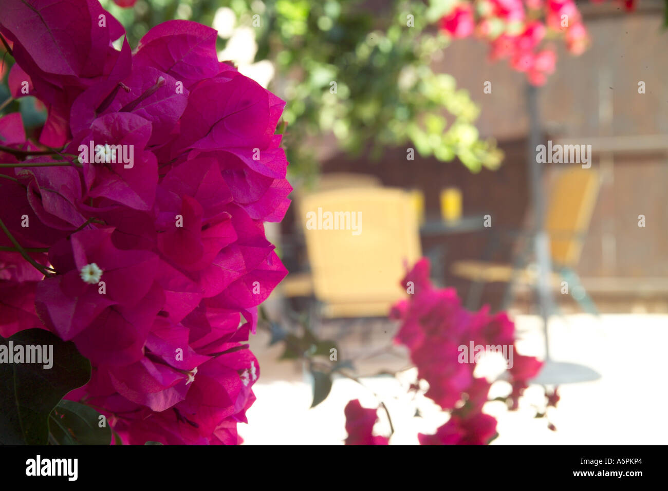 rosa Blüten mit Tischdekoration Orangensaft im Hintergrund sonniger Lage in Zypern Stockfoto