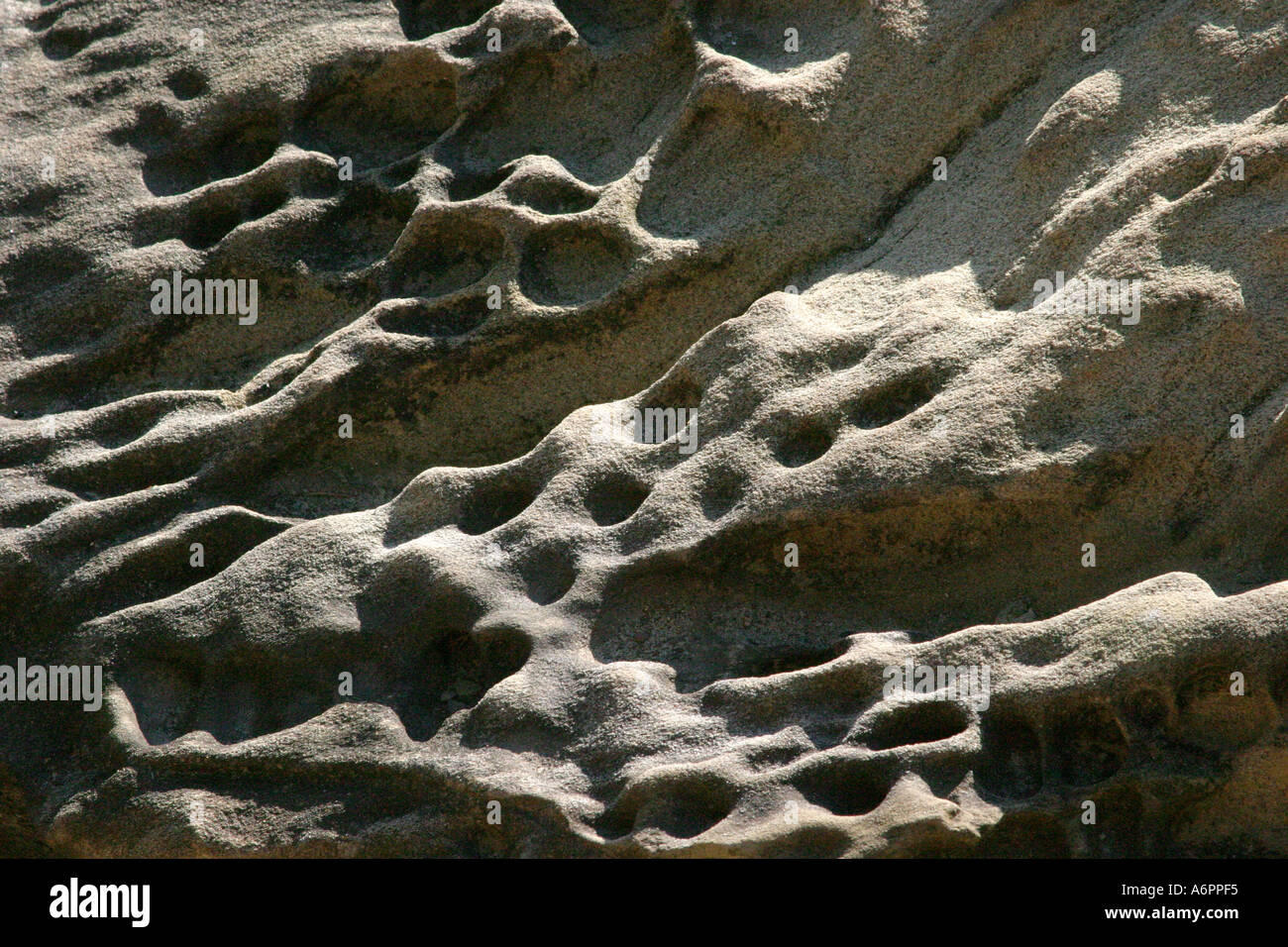 Chuckanut Sandstein, Larrabee State Park, Sami Bay, Washington, USA Stockfoto