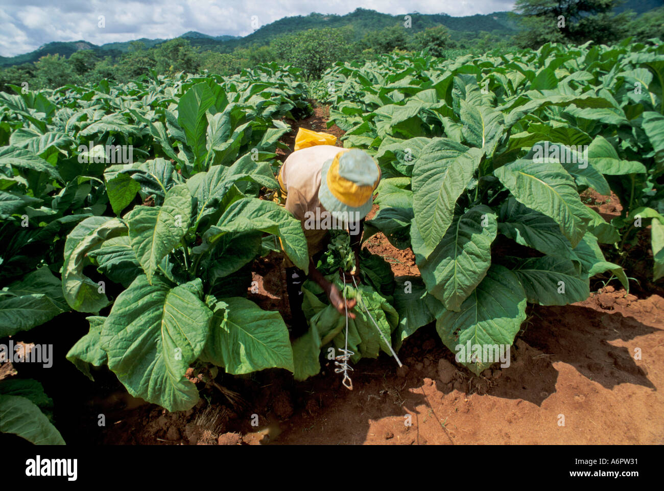 Farmarbeiter, der Tabak auf einem Anwesen in Simbabwe erntet Stockfoto