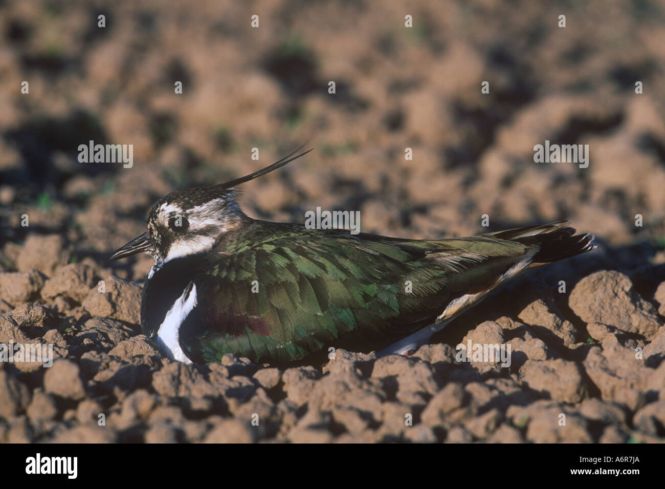 Kiebitz am Nest Vögel Natur Wales Stockfoto