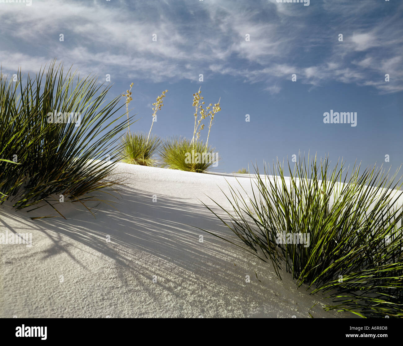 White Sands National Monument in New Mexico USA Stockfoto