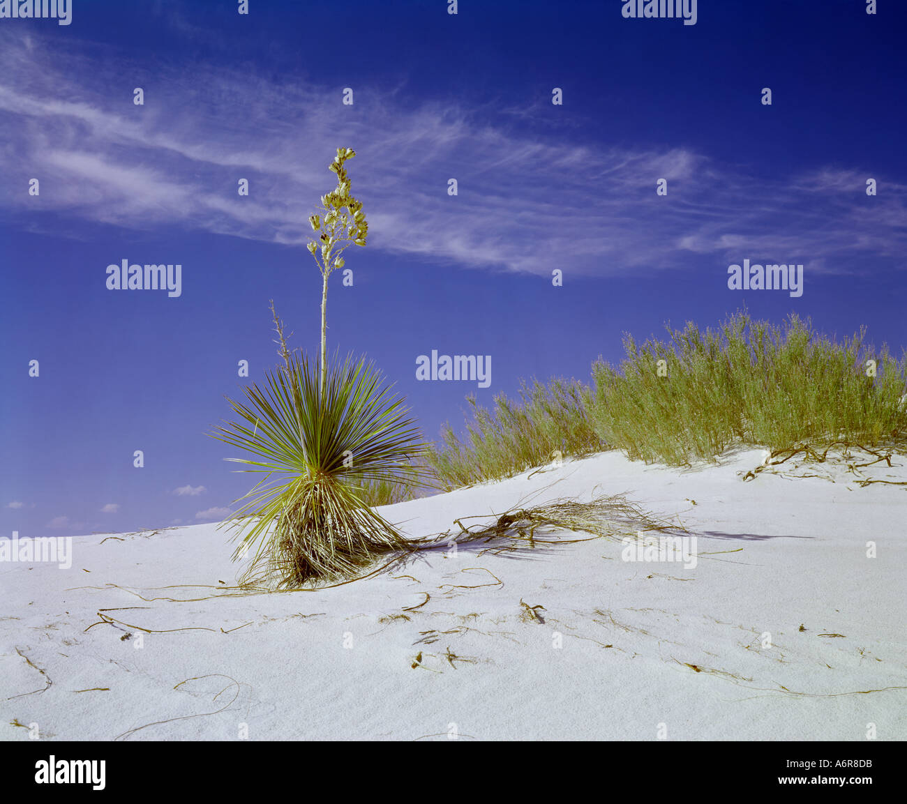 White Sands National Monument in New Mexico USA Stockfoto