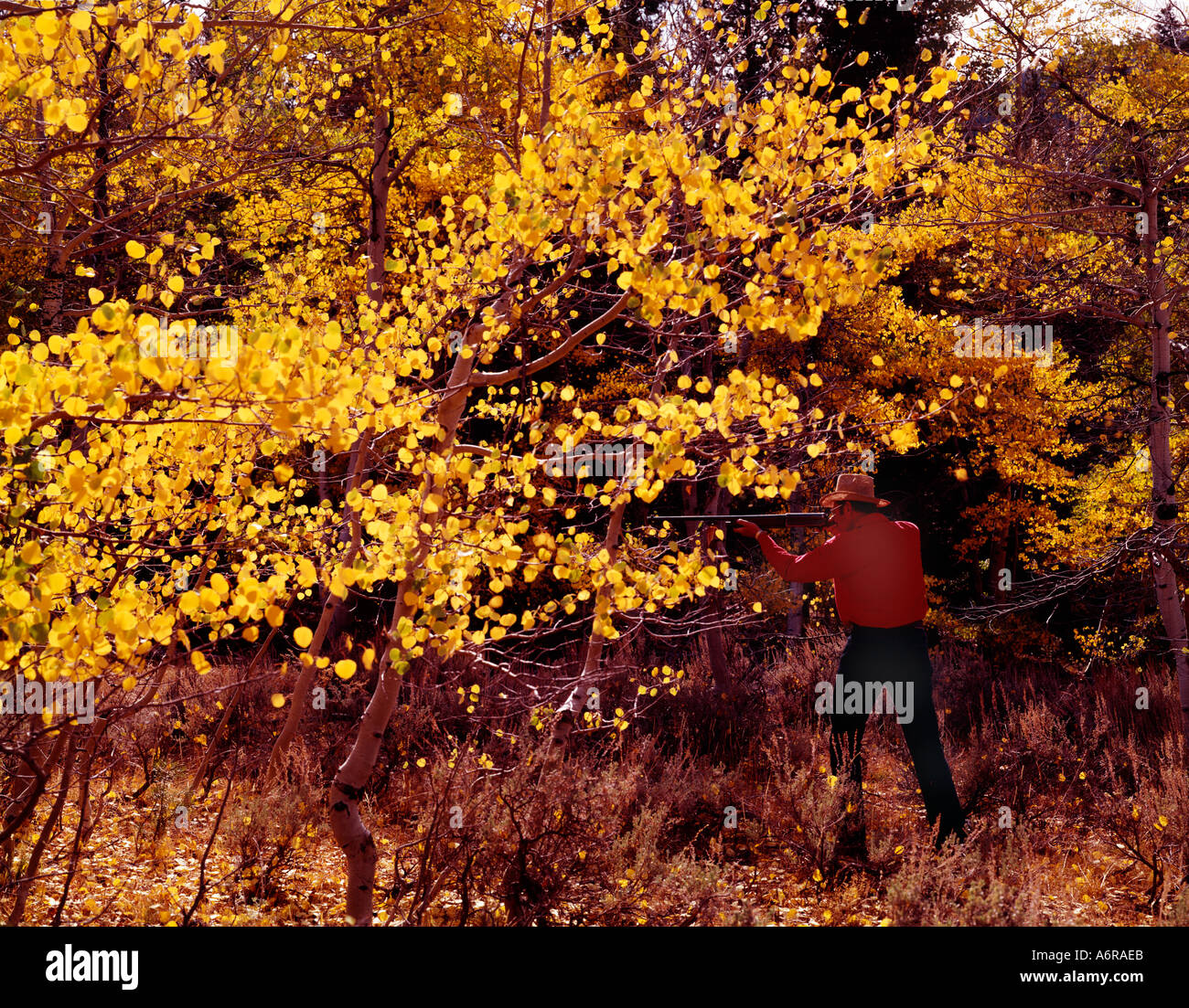 Herbst Spiel Vogeljagd in Aspen Wald in Idaho Stockfoto