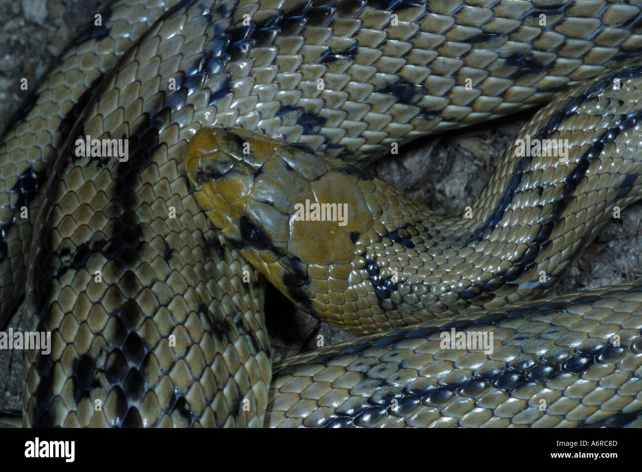 Nahaufnahme von einer Leiter Snake Elaphe scalaris Frankreich Stockfoto