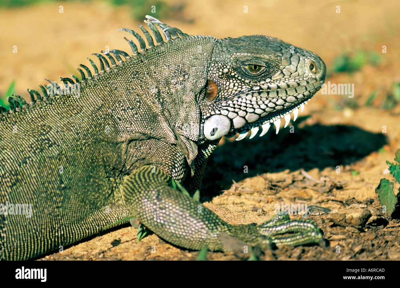 Leguan Pantanal Mato Grosso Brasilien Stockfoto