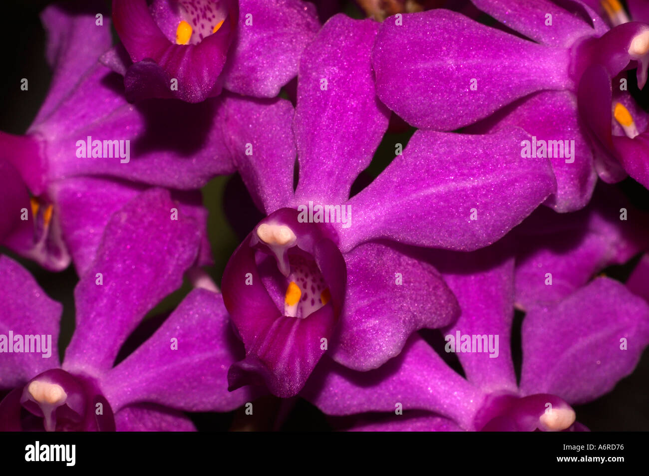 Unbekannte Arten Orchideen Thailand Stockfoto