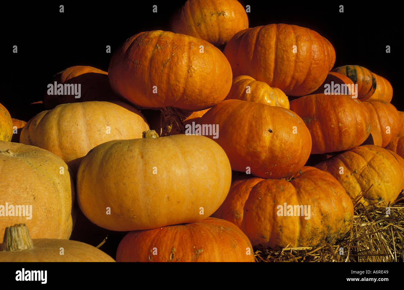 Kürbisse zum Verkauf an Slindon West Sussex Stockfoto