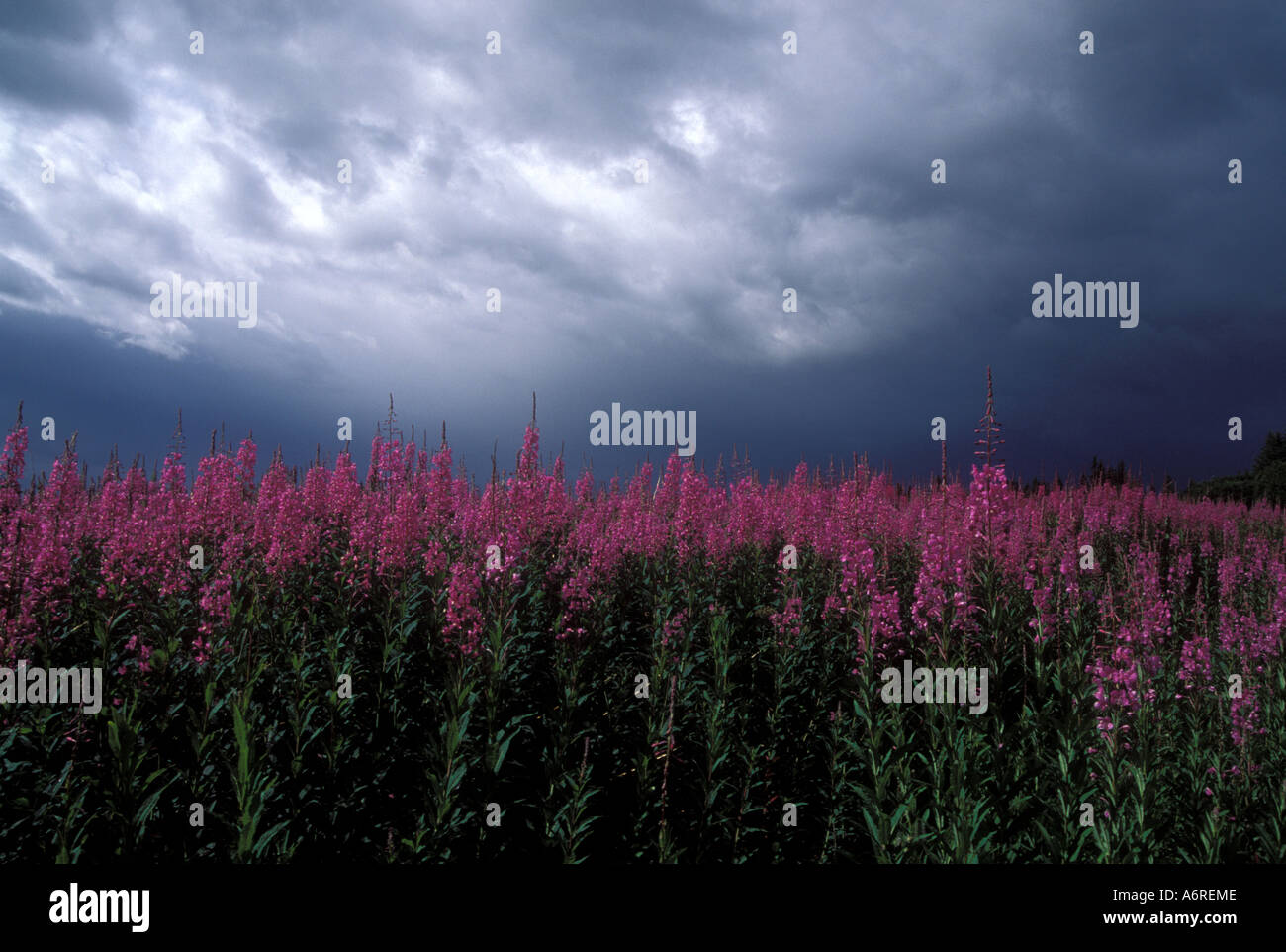 Weidenröschen, die blühenden Wiese mit dunklen Regenwolken senken Kenai-Halbinsel Alaska Stockfoto
