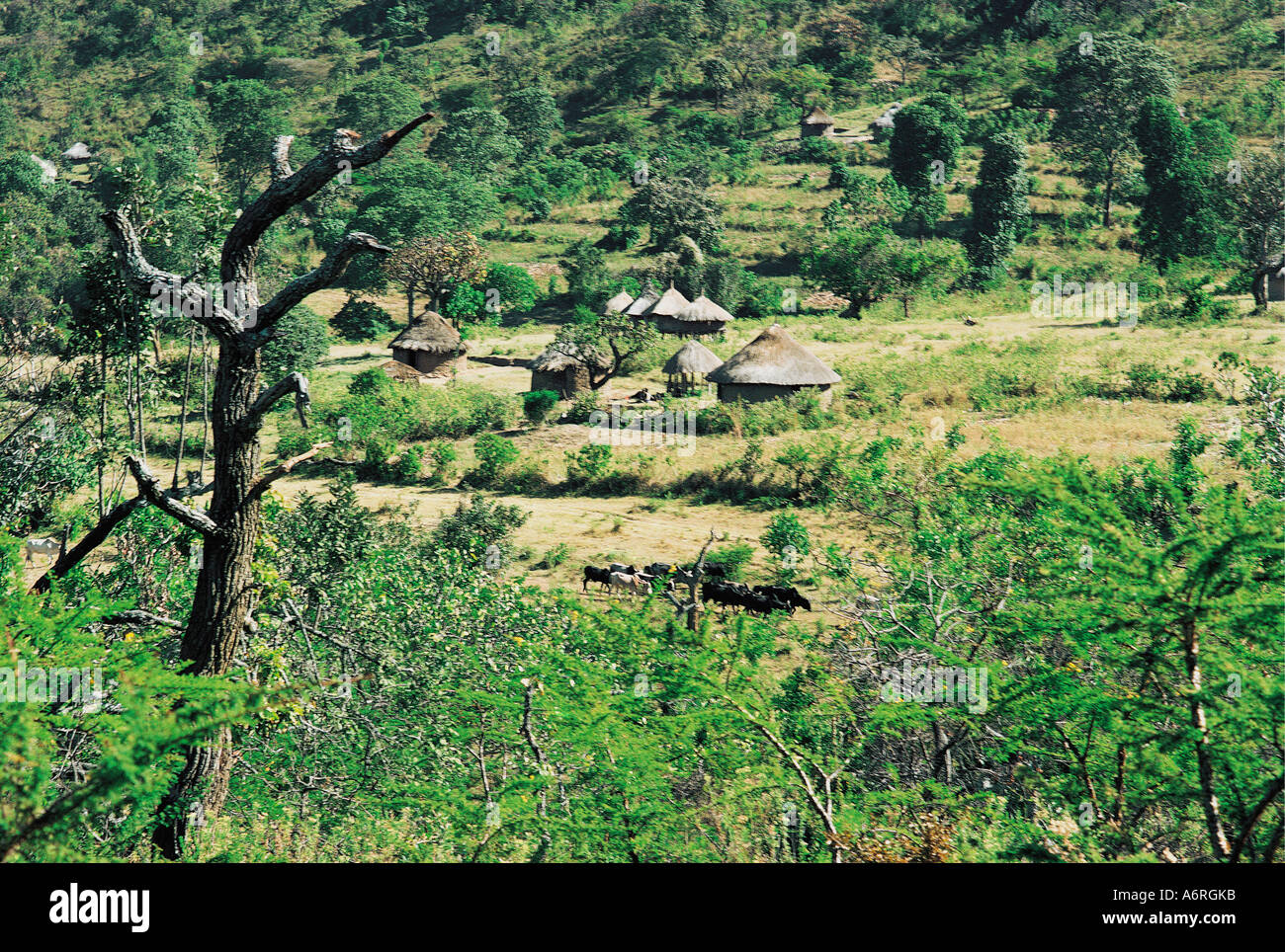 Pokot Shambas oder Kleinbetriebe in der Nähe von Kapenguria Kenia in Ostafrika Stockfoto